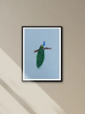 A Graceful Peacock in Miniature Painting by Mohan Prajapati