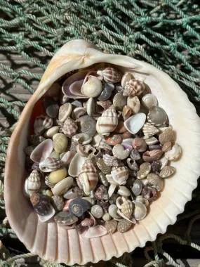 Small Natural Shell Mix